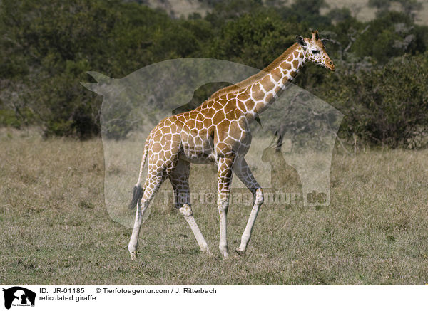 Netzgiraffe / reticulated giraffe / JR-01185