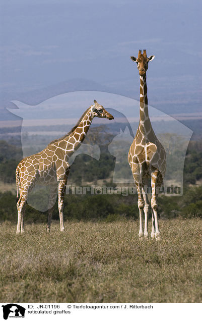 Netzgiraffen / reticulated giraffes / JR-01196