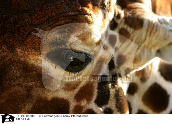 Netzgiraffenauge / giraffe eye / BS-01809