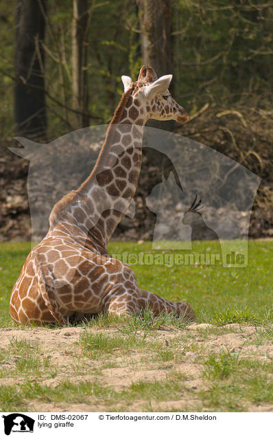 liegende Netzgiraffe / lying giraffe / DMS-02067