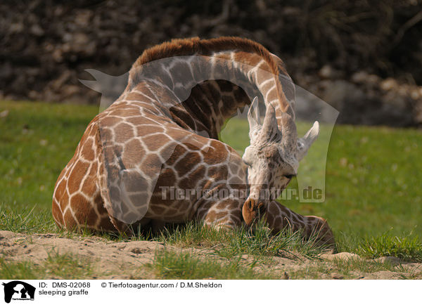 sleeping giraffe / DMS-02068