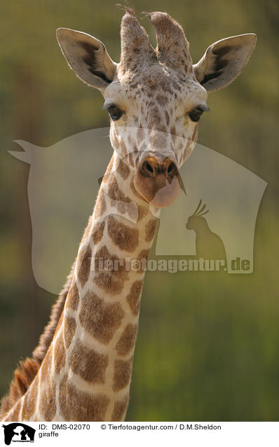 Netzgiraffe / giraffe / DMS-02070