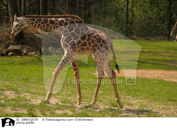 young giraffe / DMS-02078