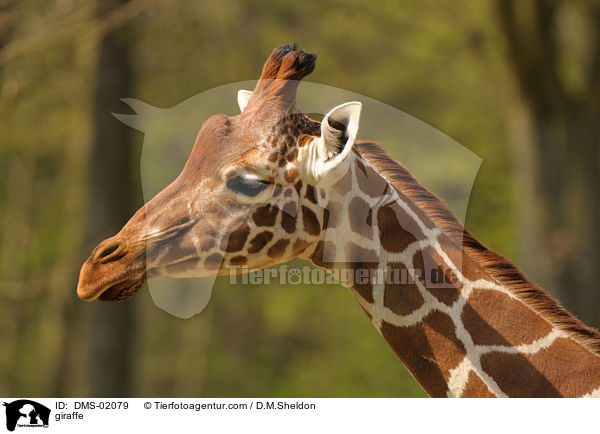 giraffe / DMS-02079