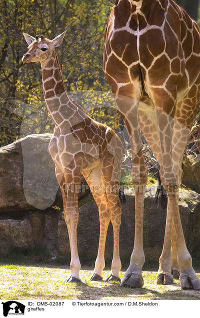 Netzgiraffen / giraffes / DMS-02087