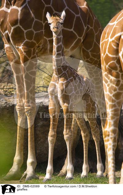 giraffes / DMS-02089