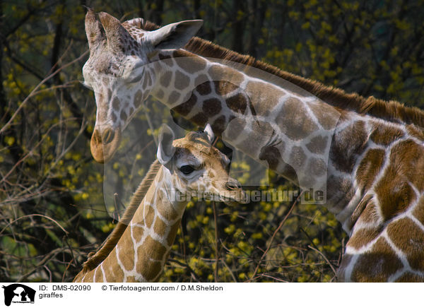 Netzgiraffen / giraffes / DMS-02090