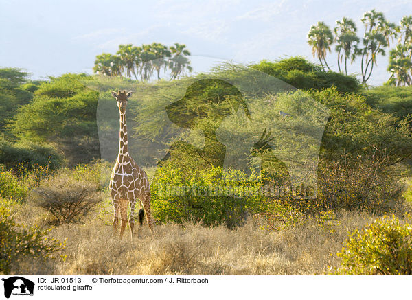 reticulated giraffe / JR-01513