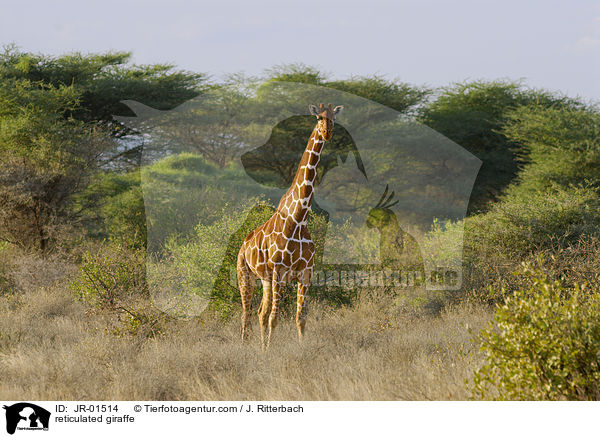 reticulated giraffe / JR-01514