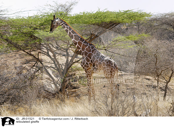 reticulated giraffe / JR-01521