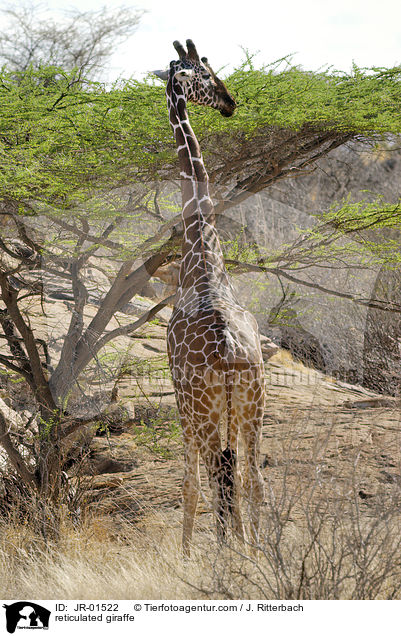 Netzgiraffe / reticulated giraffe / JR-01522
