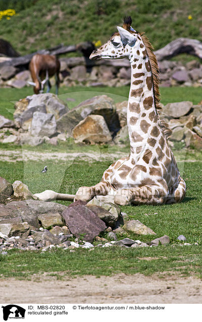 Netzgiraffe / reticulated giraffe / MBS-02820
