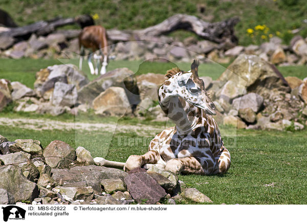 Netzgiraffe / reticulated giraffe / MBS-02822