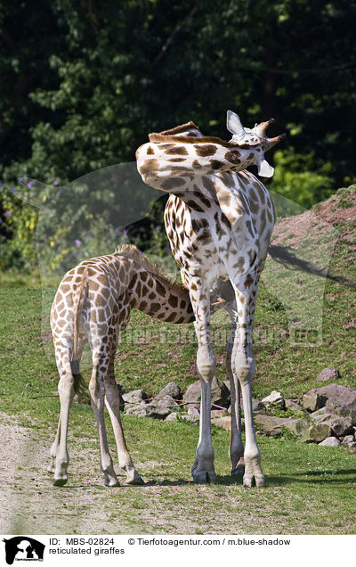 Netzgiraffen / reticulated giraffes / MBS-02824