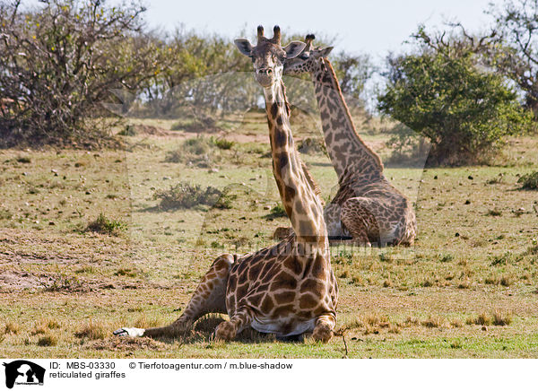 Netzgiraffen / reticulated giraffes / MBS-03330