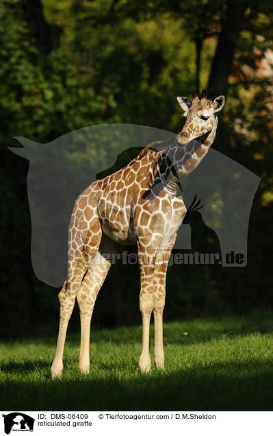 Netzgiraffe / reticulated giraffe / DMS-06409