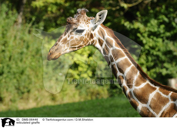 Netzgiraffe / reticulated giraffe / DMS-06446
