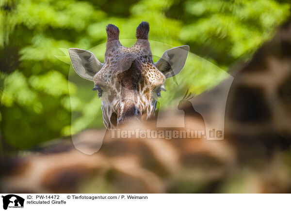 reticulated Giraffe / PW-14472