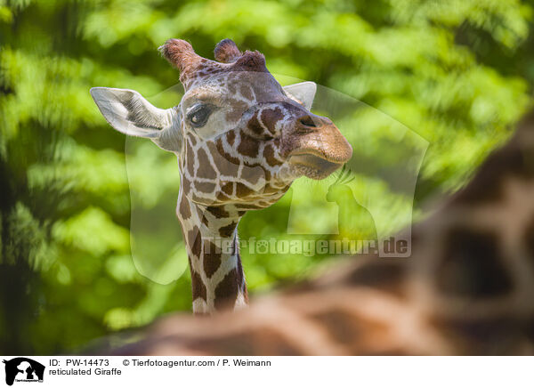 reticulated Giraffe / PW-14473