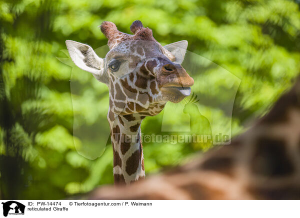 Netzgiraffe / reticulated Giraffe / PW-14474