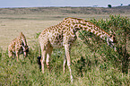 Reticulated Giraffes