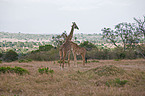 Reticulated Giraffe