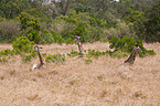 Reticulated Giraffe