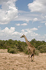 Reticulated Giraffe