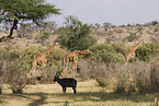reticulated giraffes and waterbuck