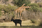 reticulated giraffes and waterbuck
