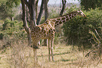 reticulated giraffe