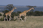 reticulated giraffes