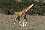 reticulated giraffe