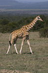 reticulated giraffe