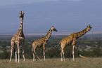 reticulated giraffes