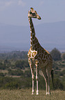 reticulated giraffe