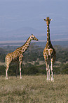 reticulated giraffes