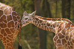 giraffes