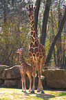 giraffes