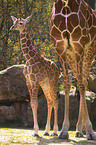 giraffes