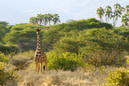 reticulated giraffe