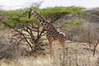 reticulated giraffe