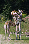 reticulated giraffes