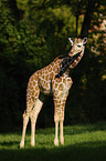 reticulated giraffe