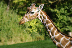 reticulated giraffe