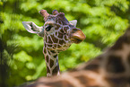 reticulated Giraffe