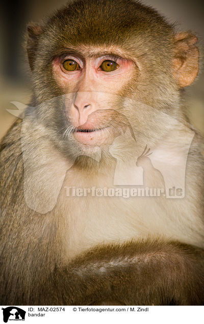 bandar / MAZ-02574