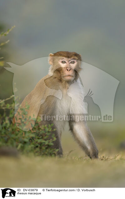 Rhesusaffe / rhesus macaque / DV-03879
