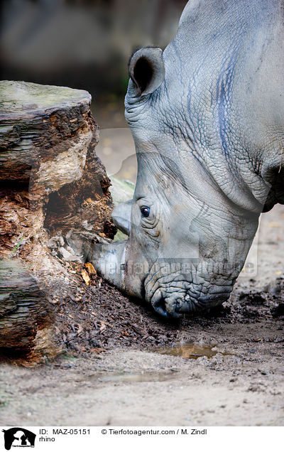 Nashorn / rhino / MAZ-05151