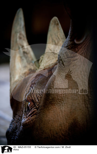 Nashorn / rhino / MAZ-05155